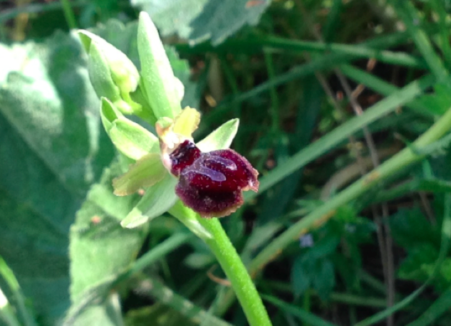 Biodiversity in our garden