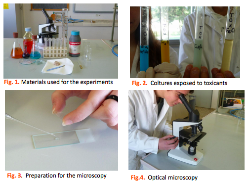 Effect of nutrients and pollutants on the growing rate of two yeast species