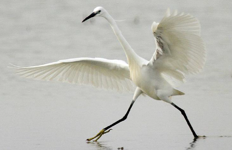 Biodiversity of Birds in Corfu Island