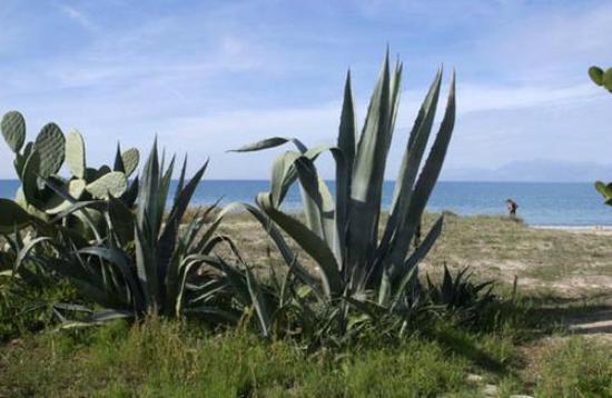 Plants Biodiversity in Corfu