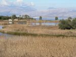 Lagoons of Kerkyra - Important Bird Areas