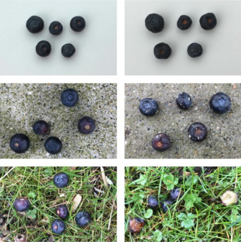 The effect of Fungi on Blueberries