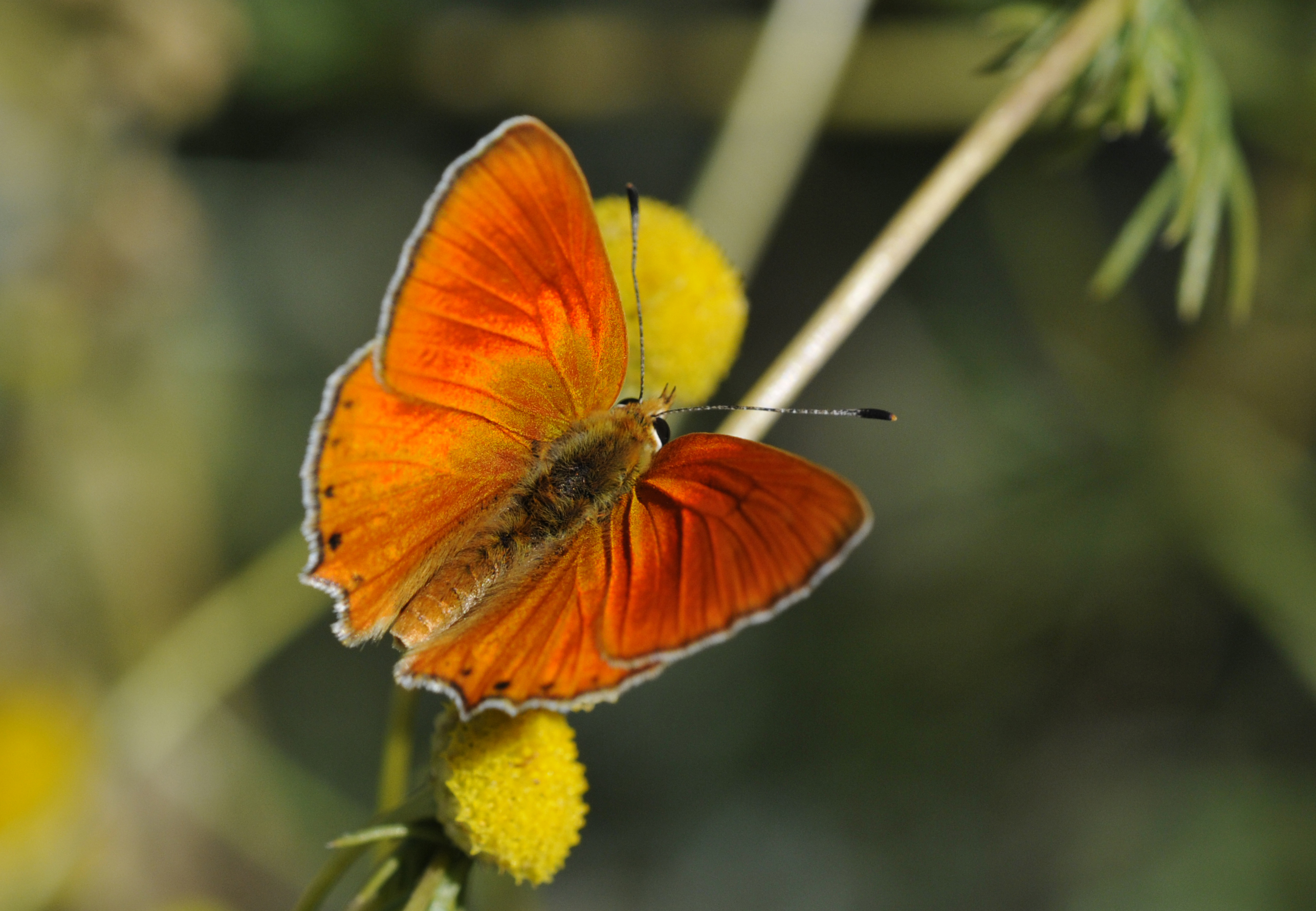 How does climate change impact the Scarce Copper?