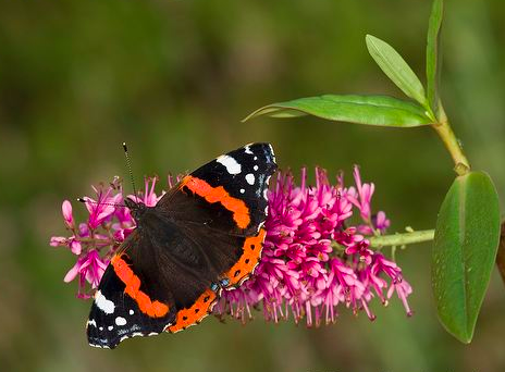 Does the climate change affects Admiral species?