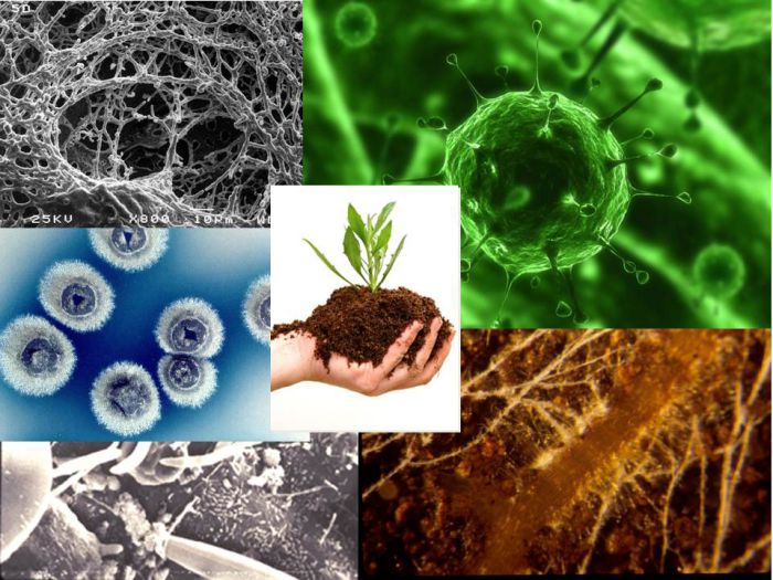 Soil microorganisms