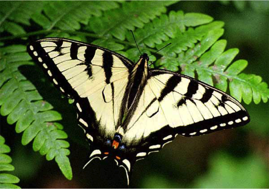 Butterflies and their habitat